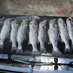 Blue Frog