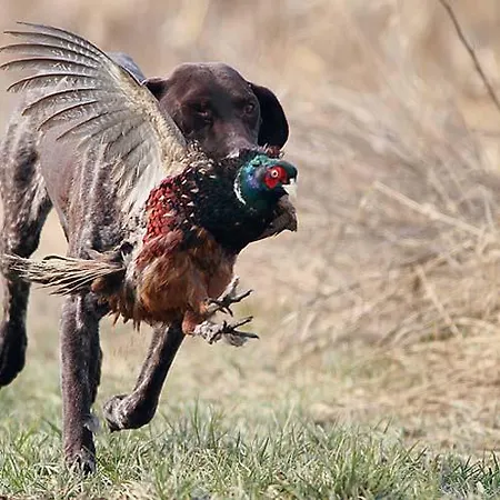 Konukevi Blue Frog 3*