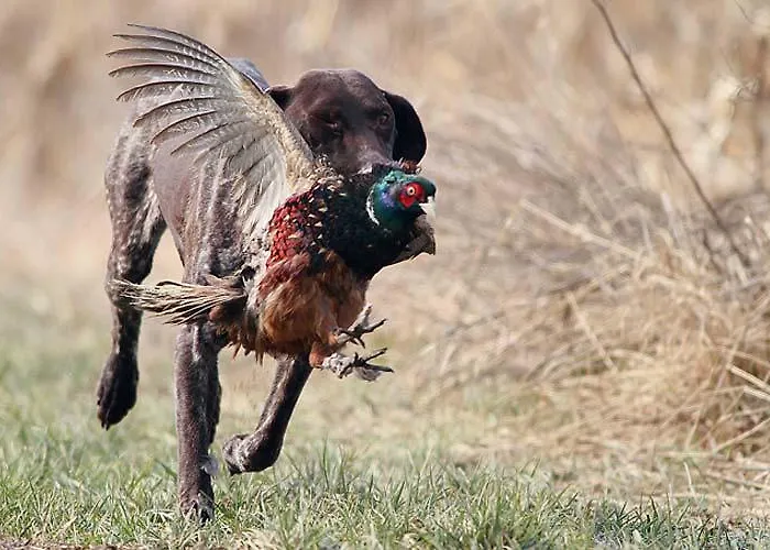 ゲストハウス Blue Frog 3*