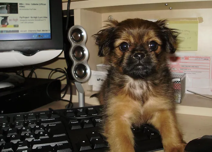 Blue Frog ゲストハウス